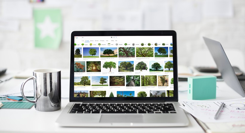Laptop showing Google Image search of trees 