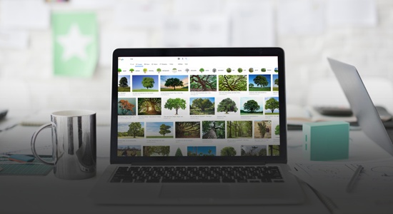 Laptop showing Google Image search of trees 