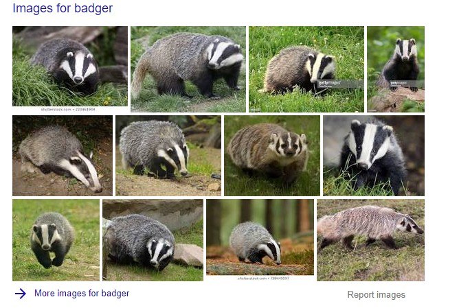 Example of the Google image SERP feature, showing images of badgers